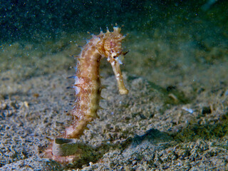 Seahorse on a sandy bottom at night. A seahorse clings to debris on the seabed with its tail.