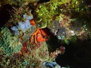 Small crab in a coral reef. A small red crab hides in a crevice of a coral reef underwater.