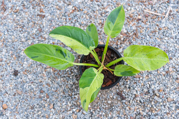 Closeup to Philodendron Ruaysap Marble Variegated  