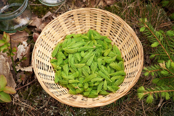 Young spruce tree tips harvested in spring in a wicker basket in the forest - ingredient for herbal...