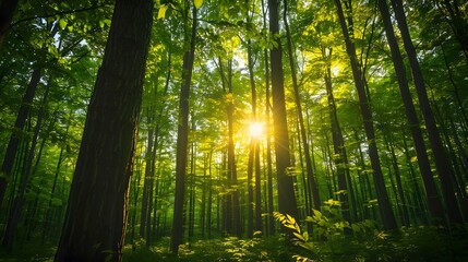 Green forest with tall trees and sunlight shining through the leaves, symbolizing nature's beauty and hope for sustainable development.