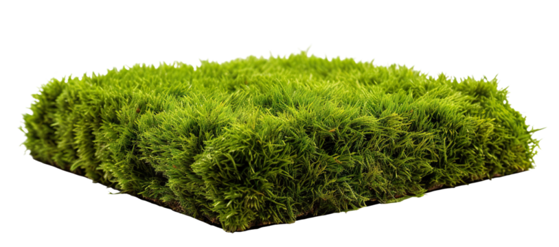 Patch of fresh green lawn grass, cut out