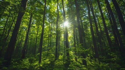 Green forest with tall trees and sunlight shining through the leaves, symbolizing nature's beauty and hope for sustainable development.