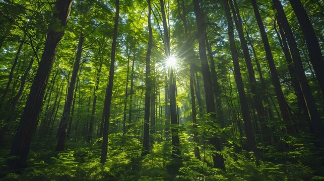 Green forest with tall trees and sunlight shining through the leaves, symbolizing nature's beauty and hope for sustainable development.