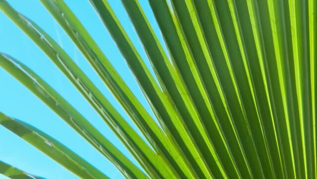 tropical leaf African Sabal fan palm gracefully sways in wind close-up, natural beauty tropics, tropical atmosphere in advertising travel agencies, hotels, airlines, food and beverages