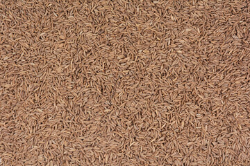 Organic Caraway Seeds - Aromatic and Flavorful Spice for Baking, Cooking, and Pickling, Enhances Taste and Digestion