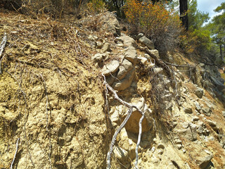 Roots on the rock
