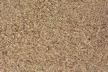 Premium Cumin Seeds - Aromatic and Flavorful Spice for Cooking, Enhances Curries, Soups, and Stews, Rich in Nutrients