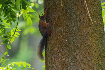 cute young squirrel portrait on tree at park, wildlife