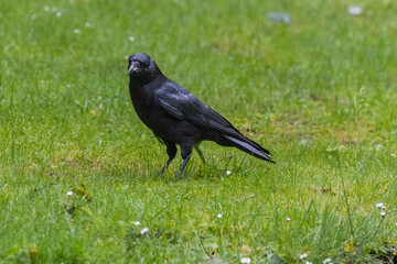Carrion crow (Corvus corone) black bird