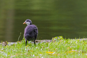 A baby bird is walking on the grass near a pond