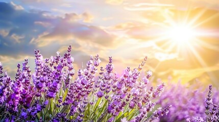 Naklejka premium a vibrant and fragrant lavender field in full bloom, showcasing its natural beauty and colorful flowers on a sunny day with ample copy space.