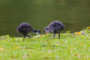 A baby bird is walking on the grass near a pond