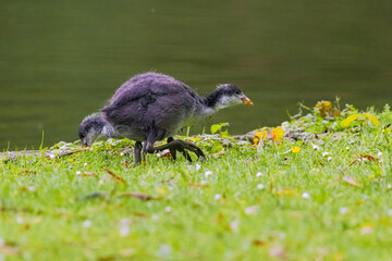 A baby bird is walking on the grass near a pond