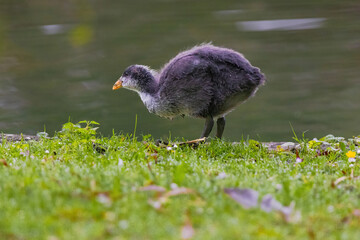 A baby bird is walking on the grass near a pond