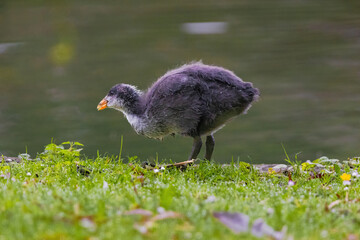 A baby bird is walking on the grass near a pond