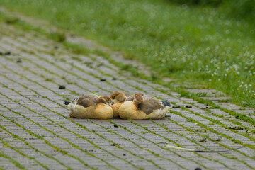 Three ducks are laying on a brick sidewalk