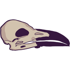 crâne d'oiseau © Juliette