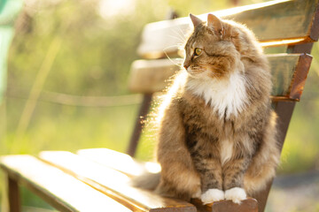 beautiful cat walking in rural yard, sitting on wooden bench, cat summer portrait