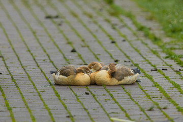 Three ducks are laying on a brick sidewalk