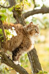summer portrait of a fluffy red cat climbing on blooming tree, pet walking on nature in a rural yard