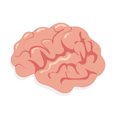 brain isolated on white