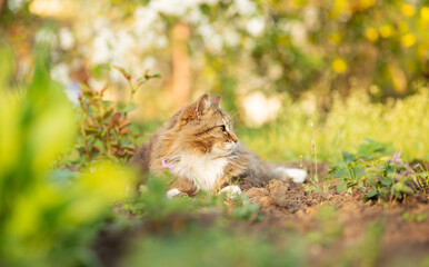 fluffy red cat walking on summer nature in garden, lovely pet s
