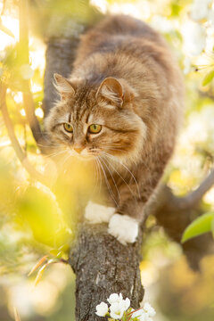 summer portrait of a fluffy red cat climbing on blooming tree, pet walking on nature in a rural yard