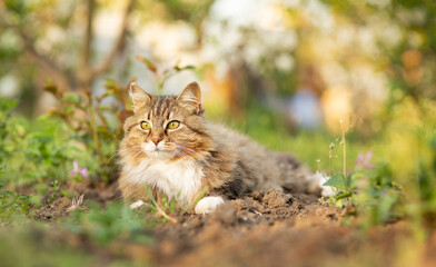 fluffy red cat walking on summer nature in garden, lovely pet s