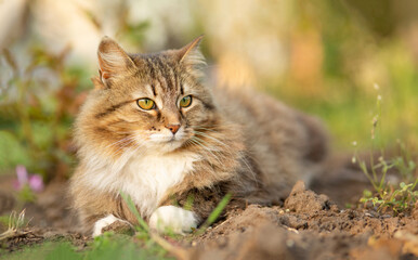 fluffy red cat walking on summer nature in garden, lovely pet s
