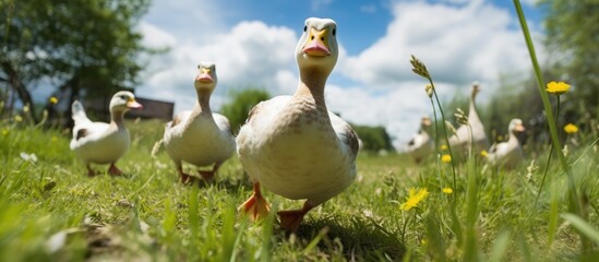 Short little ducks wobble about grazing in the grass. Creative banner. Copyspace image