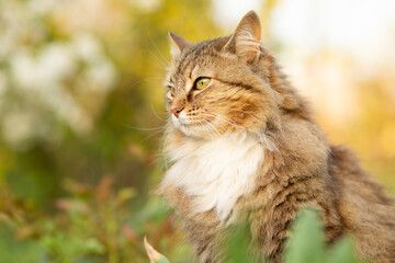 fluffy red cat walking on summer nature in garden, lovely pet s