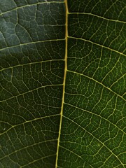 close up of green leaf texture 