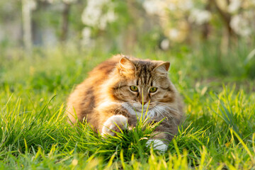 funny cat playing in green grass, pet walking on summer nature