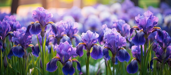 Purple Irises blooming in a garden. Creative banner. Copyspace image © HN Works
