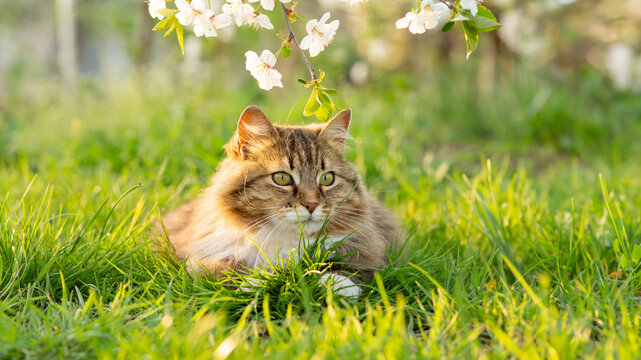 fluffy red cat rest on summer nature, pet walking in garden on background of green grass