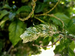 Close up justicia betonica plant, ornamental plant with black and green leaf patterns