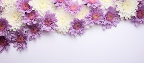 Obraz premium The Bush white and purple chrysanthemums. Creative banner. Copyspace image