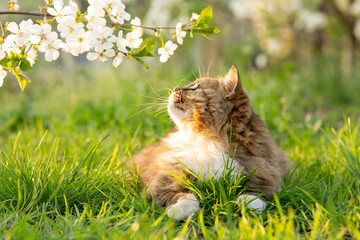 fluffy red cat rest on summer nature, pet walking in garden on background of green grass