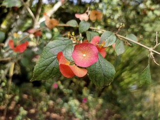 Holmskioldia ornamental plant, red flowering shrub 