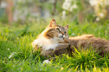 fluffy red cat rest on summer nature, pet walking in garden on background of green grass