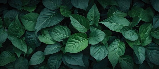 The pattern on the leaves adorn the garden the yellow pattern on the leaves for use as a background. Creative banner. Copyspace image