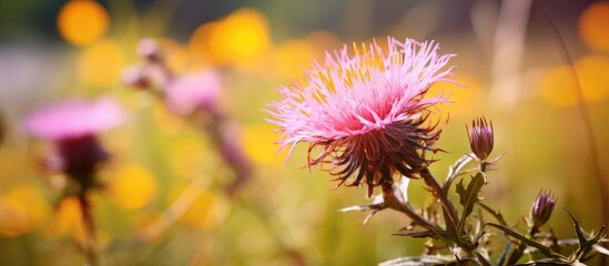 A pink brownray knapweed flower some buds and yellow mouse ear hawkweed flowers in close up. Creative banner. Copyspace image