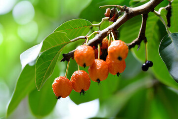 lisp tick-tree-bixin-Orellana--open-fruit-and-seeds