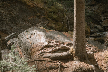 exposed tree roots growing on stone