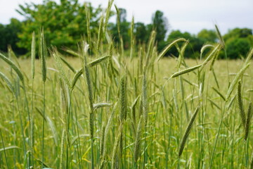 Teilaufnahme eines Roggenfelds im Frühling