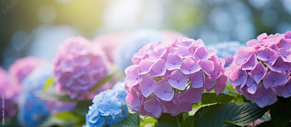 Poster hydrangea flower. creative banner. copyspace image