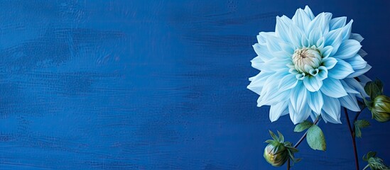 Beautiful flower with a blue wall in background. Creative banner. Copyspace image