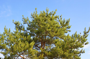 Pine branches against sky.