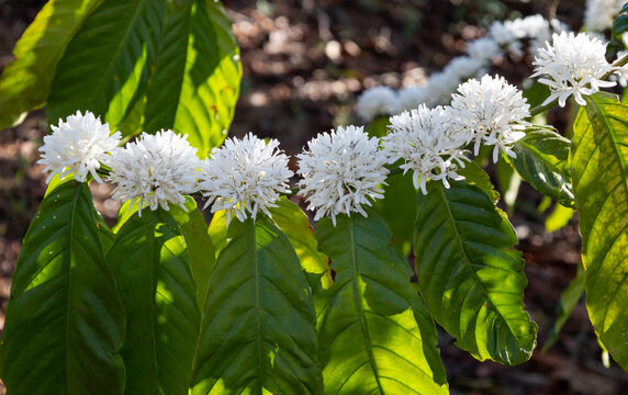 Beautiful white coffee flower blossoming 